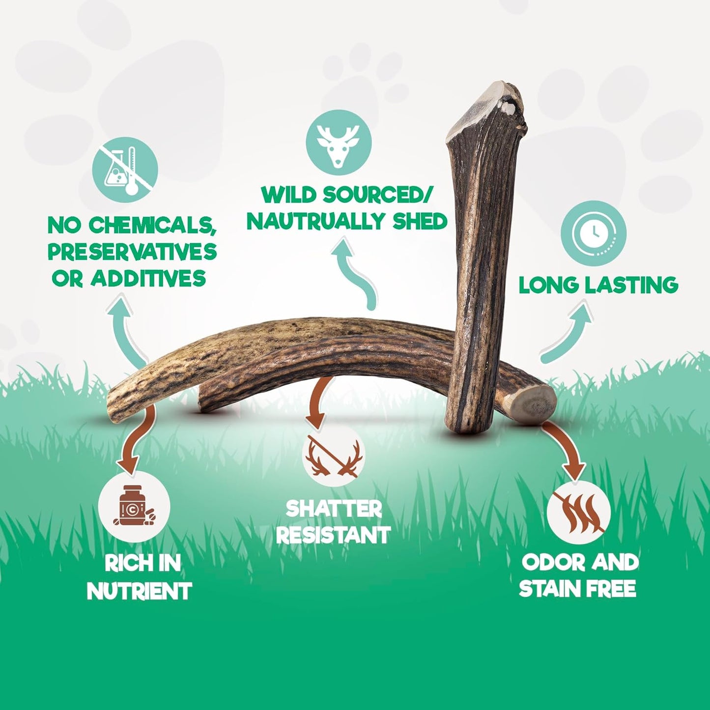 Jack&Pup Whole Elk Antlers for Dogs Large | Naturally Shed Rawhide Free Dog Chews Long Lasting Elk Horns for Dogs | Dog Antlers for Aggressive Chewers (1 Medium Antler)
