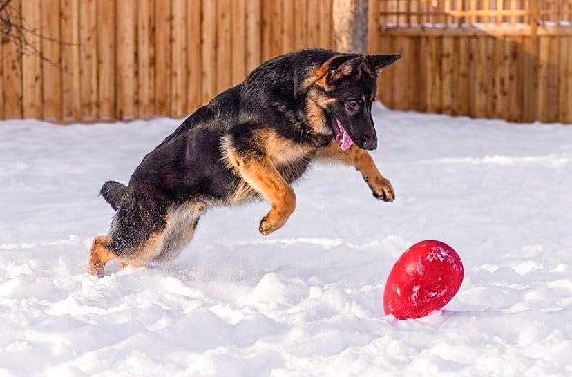 Jolly Egg Dog Toy, 8 Inches/Medium, Red (JE08 RD)