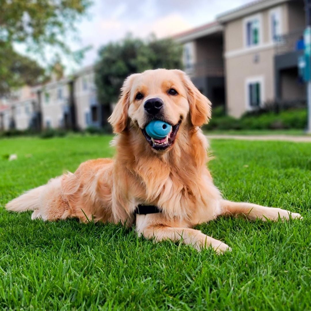 Fetch Medley Ball Set Rubber Dog Toys, Medium, Pack of 3, Assorted