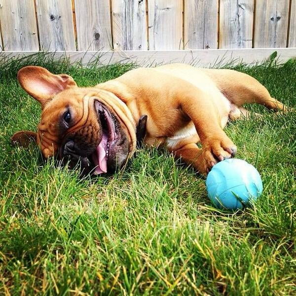 Fetch Medley Ball Set Rubber Dog Toys, Medium, Pack of 3, Assorted