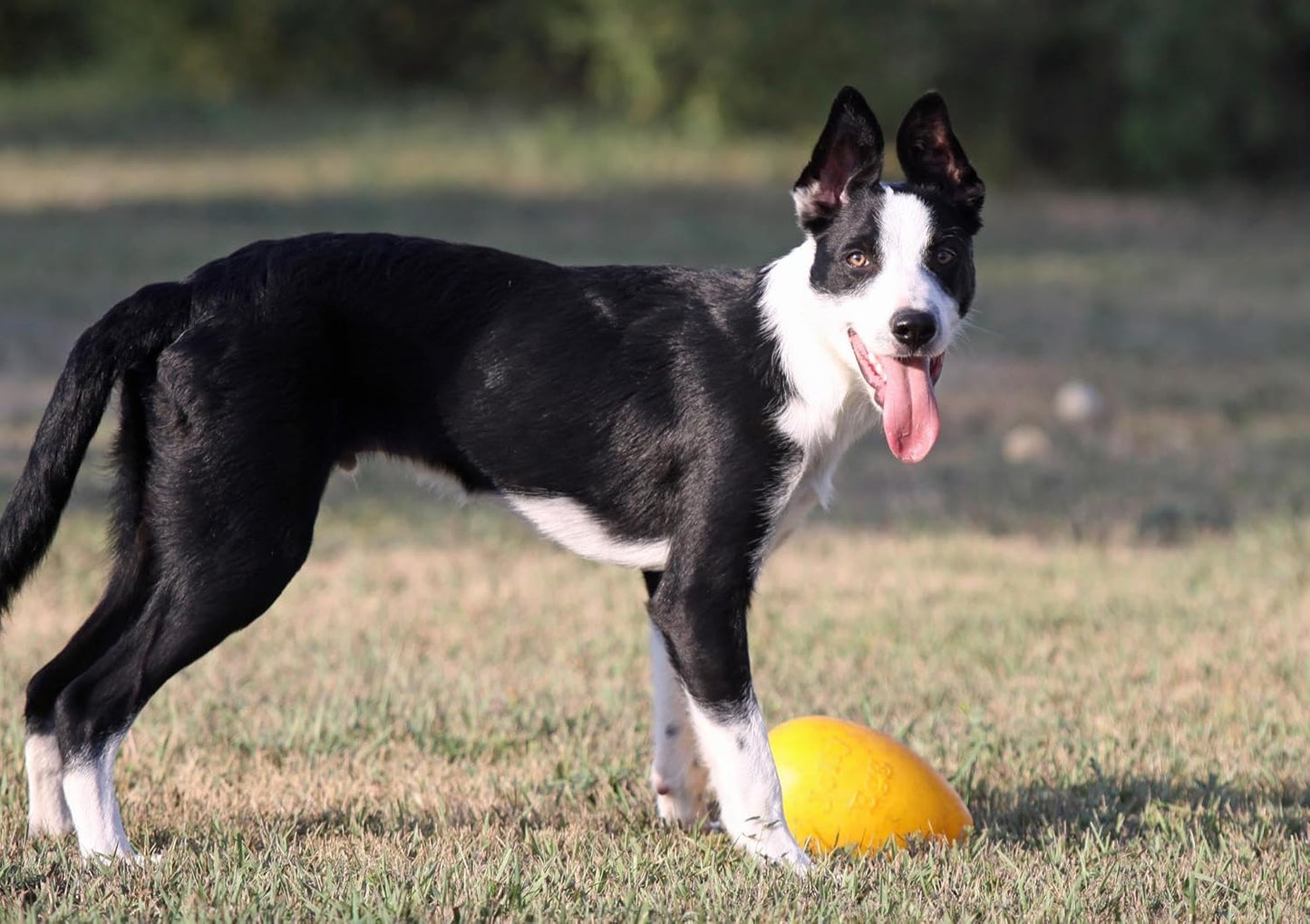 Jolly Egg Dog Toy, 8 Inches/Medium, Red (JE08 RD)