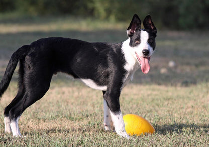 Jolly Egg Dog Toy, 8 Inches/Medium, Red (JE08 RD)