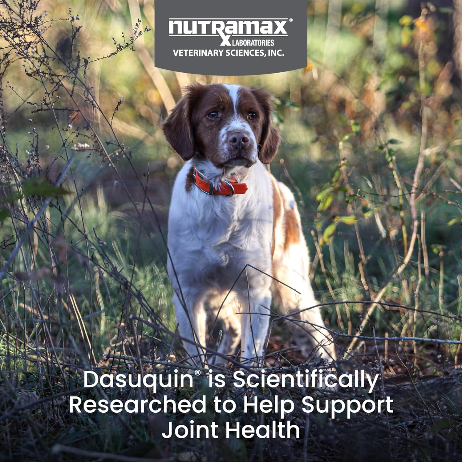 Dasuquin with MSM Joint Health Supplement for Small to Medium Dogs - with Glucosamine, MSM, Chondroitin, ASU, Boswellia Serrata Extract, and Green Tea Extract, 84 Soft Chews