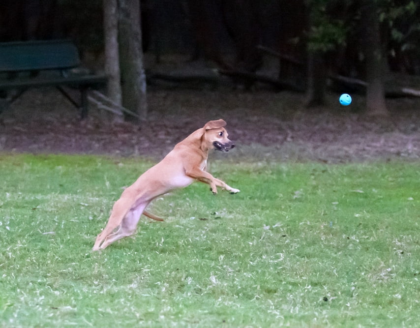 Fetch Medley Ball Set Rubber Dog Toys, Medium, Pack of 3, Assorted