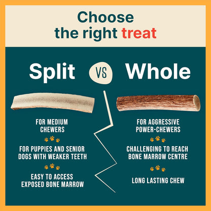 100% Natural - Antlers for Dogs - Naturally Shed in USA - Grade a Long Lasting Chew for Aggressive Chewers - Elk Antlers Dog Antler Chews - Real, Healthy Treats & Toys - No Odor & No Mess - Small