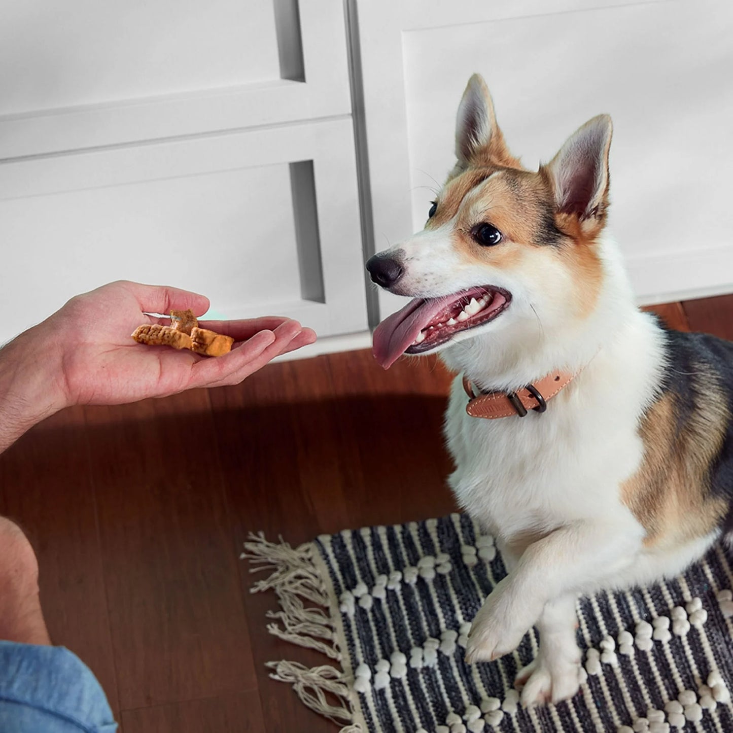 Rachael Ray  Savory Roasters Chicken Recipe Dog Treats, 5 Oz. Pouch (4 Pouch)