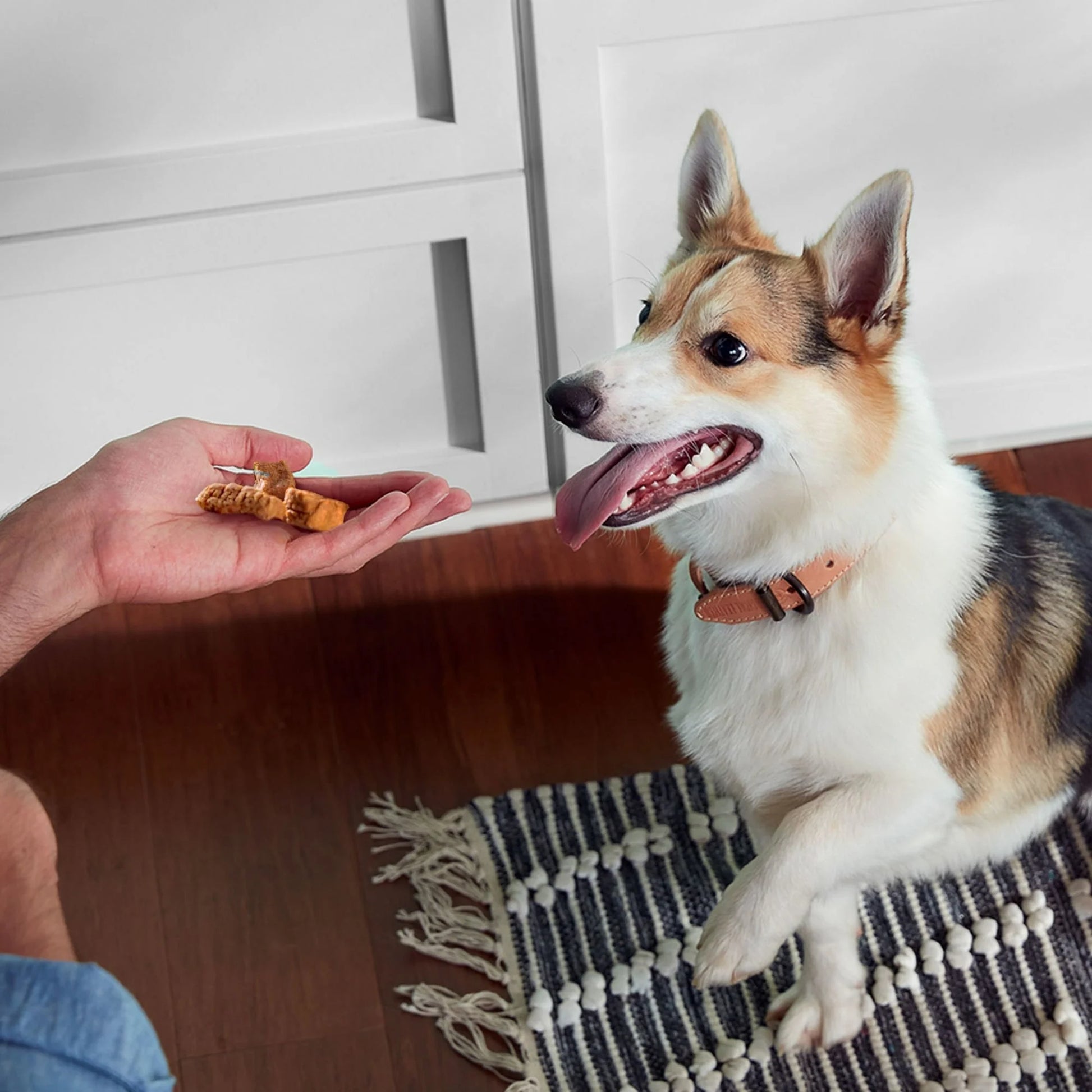 Rachael Ray  Savory Roasters Chicken Recipe Dog Treats, 5 Oz. Pouch (4 Pouch)