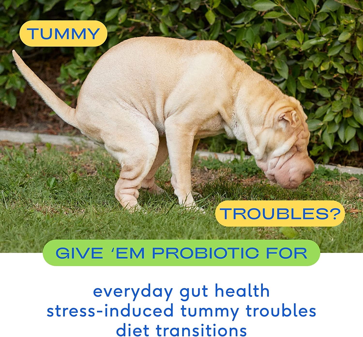 Probiotic for Dogs - Vet Created Probiotic Powder for Digestive Issues - Probiotic Powder Prebiotic Bone Broth - 232 Gram 6 Billion CFU- Dogs Love! (4.1 Oz)